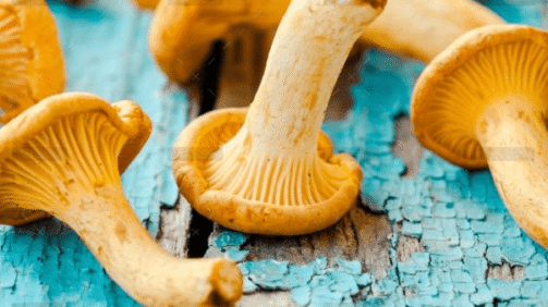 demo-attachment-1548-fresh-chanterelle-mushrooms-on-a-wooden-P5YD4CZ@2x